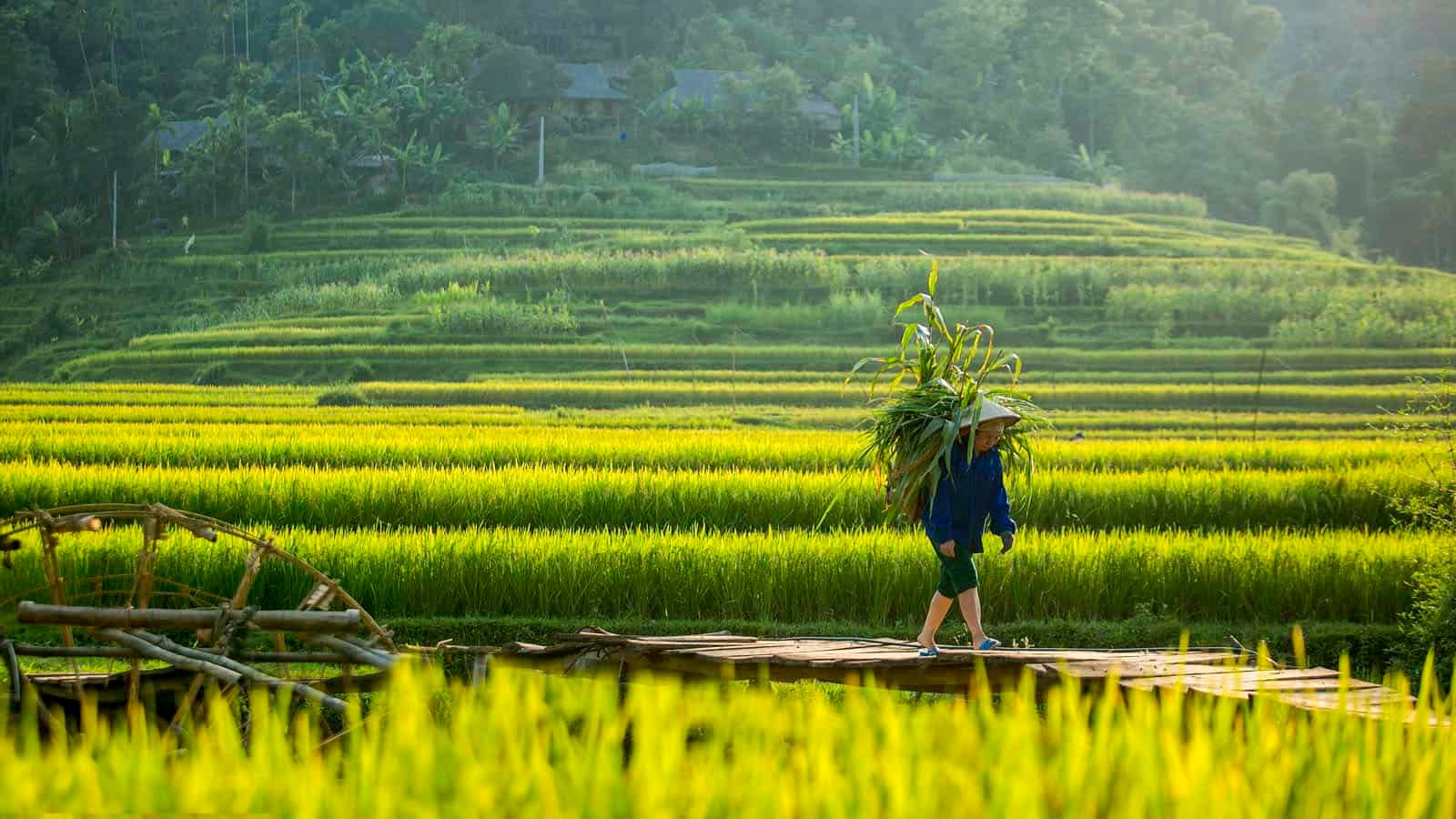 Cycling through Rice Terraces Pu Luong